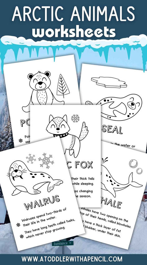 Explore the Arctic with Fun and Learning! ❄️🐾
Introduce your little ones to the wonders of the Arctic with our Arctic Animals Color and Learn Worksheets! 🐧🦭 These engaging printables combine coloring fun with fascinating facts about polar bears, penguins, seals, and more. Perfect for homeschooling, classroom activities, or quiet winter afternoons.

📚✨ Encourage creativity and curiosity—pin now for educational fun that’s as cool as the Arctic! 🌨️ Free Printable Arctic Animals, Arctic Display Classroom, Arctic Animal Sensory For Toddlers, Polar Animals Preschool Activities Free, Seal Preschool Activities, Polar Bear Facts Preschool, Arctic Fox Crafts For Toddlers, Arctic Animals Preschool Art, Artic Animals Activities For Kids