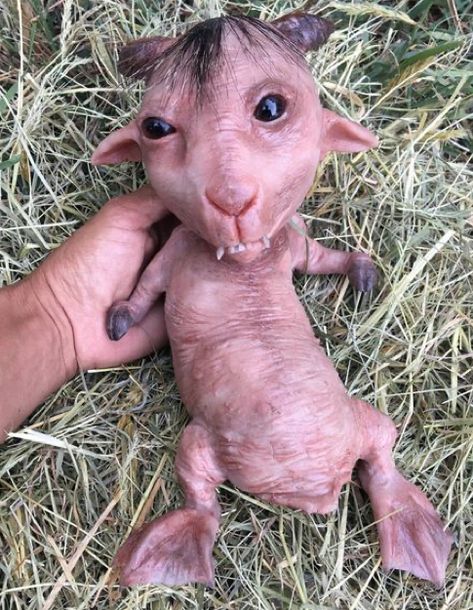 Ugly Hairless Cat, Hairless Chimpanzee, Hairless Animals, Shrek Funny, Jump Scare, Hairless Cats, Ugly Animals, Cool Kids Club, Monkey Pictures