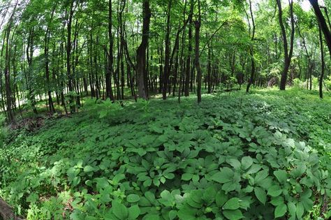 Ginseng is one of the most popular, and most profitable, herbs in the world. It’s fairly easy to grow too. In just a few years’ time, you can have a successful ginseng growing business. Here’s how: Ginseng’s popularity is nothing new. It’s certainly not a fad. In fact, ginseng has been popular for hundreds and … Growing Ginseng, Forest Gardening, Ginseng Plant, Types Of Herbs, Forest Garden, Plant Identification, Replant, Tea Garden, Growing Herbs