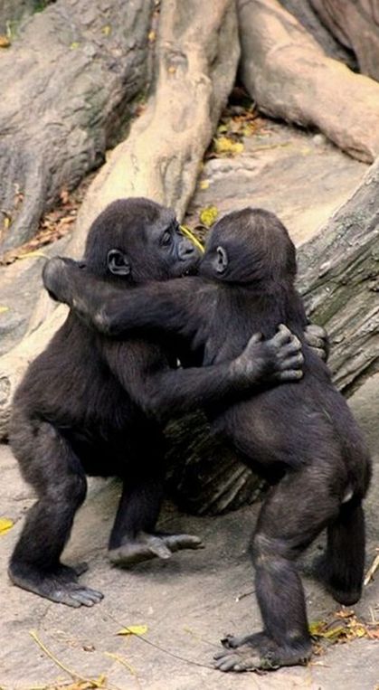 Gorilla baby hug party • The photographer writes, "2 baby Gorillas at the Bronx Zoo hug it out after a game of tag around the fallen tree stump." • photo: Evan Animals on Flickr Animal Hugs, Baby Gorillas, Baby Hug, Great Ape, Animals Friendship, Oldenburg, صور مضحكة, Primates, Sweet Animals