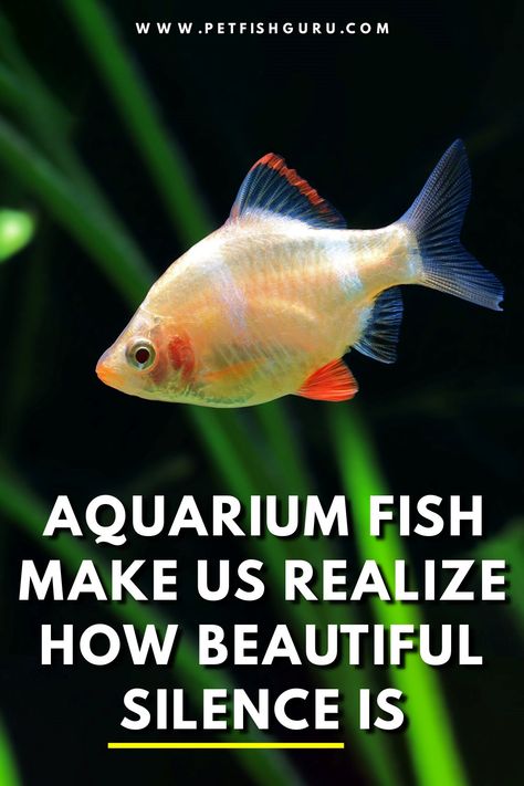 Aquarium fish quotes, aquarium fish saying Fish Love Quotes, Fish Sayings Quotes, Fish Captions, Aquarium Quotes, Fish Quotes, Dreamer Quotes, Food Quotes Funny, Nemo Dory, Best Fish And Chips