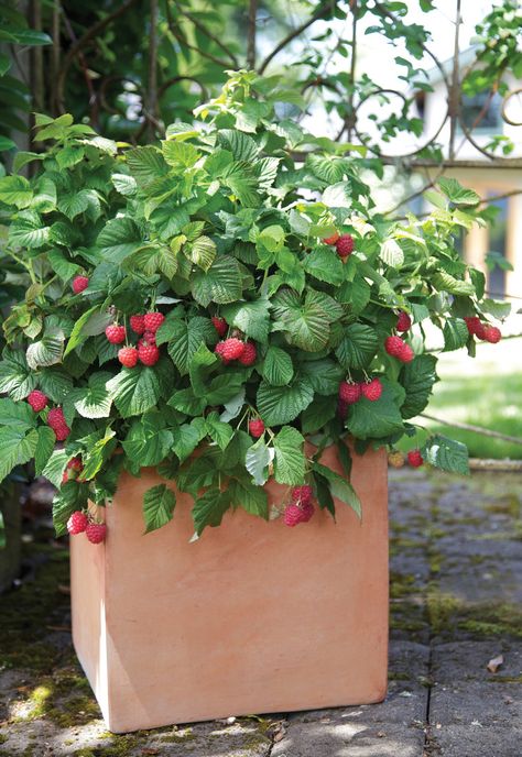 Raspberry Shortcake, Raspberry Trellis, Raspberry Bush, Growing Raspberries, Raspberry Plants, Berry Plants, Berry Bushes, Patio Pots, Growing Succulents