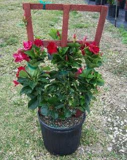 Mandeville Vine, Mandeville Plant, Mandevilla Plant, Spilled Flower Pot Ideas, Spilled Flower Pot, Vine Ideas, Mandevilla Vine, Flower Pot Ideas, Garden Aesthetics