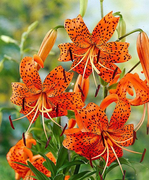 Lilium Splendens Tiger Lily hardy perennial flower Tiger Lily Plant, Tiger Lily Flowers, Types Of Lilies, Lily Seeds, Lily Garden, Fleur Orange, Lily Bulbs, Lily Plants, Montego Bay