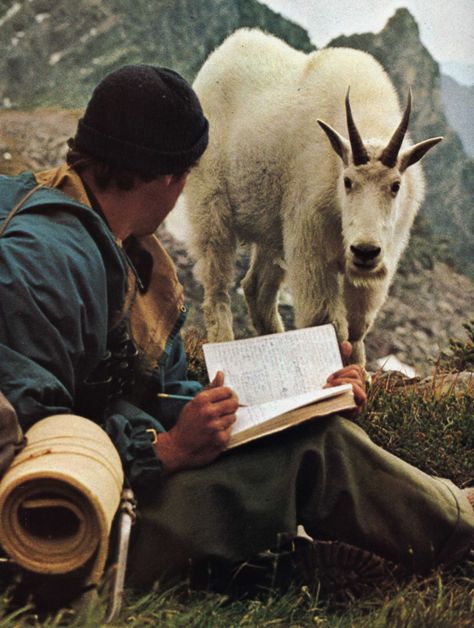 http://limeflavored.tumblr.com/post/147281910307 Mountain Goat, Reading A Book, Camping & Hiking, Animals Friends, National Geographic, The Great Outdoors, The Mountain, Make Me Smile, A Book