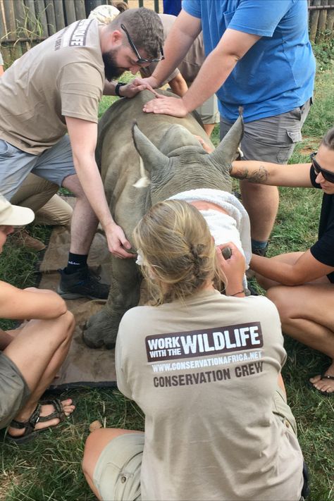 a team holds up a sedated rhino Biology Jobs, Volunteering With Animals, Conservation Biologist, Conservation Projects, Rehabilitation Centre, Job Inspiration, Conservation Biology, Volunteer Travel, Wildlife Biologist