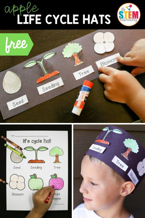 Apple Life Cycle Hat - The Stem Laboratory Apple Life Cycle Craft, Apple Tree Life Cycle, Life Cycles Kindergarten, Math Stem Activities, Tree Life Cycle, Plants Kindergarten, Apple Life Cycle, Life Cycle Craft, Life Cycles Activities