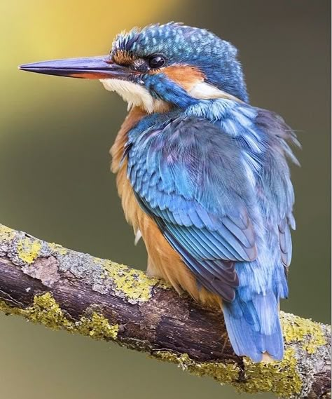 Kingfisher Painting, Kingfisher Bird, Australian Birds, Airbrush Art, Bird Pictures, Exotic Birds, Birdwatching, Bird Drawings, Pretty Birds