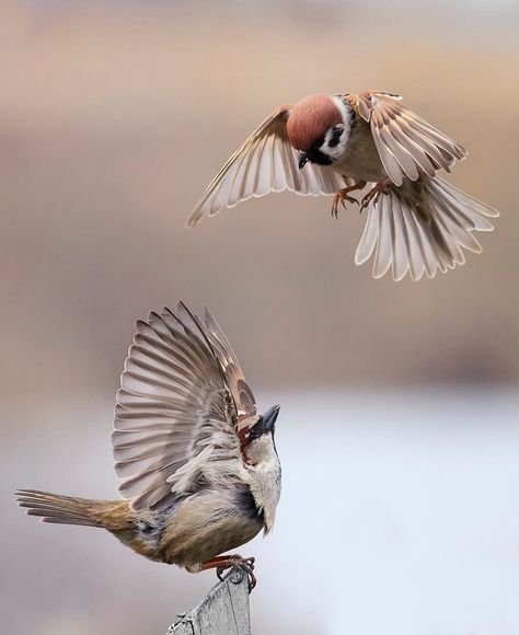 Magical Nature Tour Sparrow Reference, Nature Tour, Animal Study, Two Birds, Arte Inspo, Russia City, Animal Sketches, Bird Pictures, Birds Tattoo