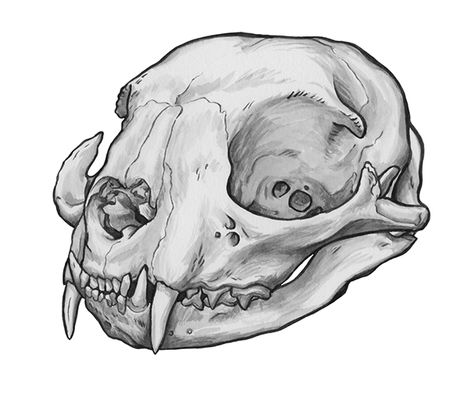 Animal Skull Series on Behance Animal Skull Drawing, Cat Skull Tattoo, Skull Anatomy, Skull Reference, Skull Sketch, California Academy Of Sciences, Skeleton Drawings, Animal Skeletons, Animal Skull