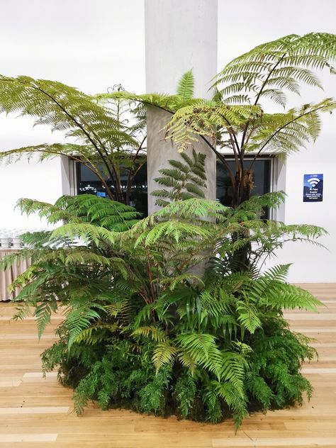 Fern Courtyard, Plants Exhibition, Plants Exhibition Design, Tropical Fern Garden, Fern Installation, Interior Plants Decoration, Apple Kitchen Decor, Plant Display Ideas, Plant Installation