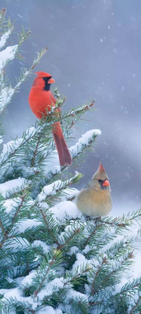 Cardinal Wallpaper, Android Lockscreen, Cardinals Wallpaper, Free Winter Wallpaper, Bird Feeder Craft, Touch Your Heart, Screen Wallpapers, Cat City, Animals Amazing