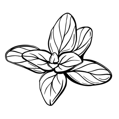 Oregano leaves isolated on a white background. Oregano is a flavorful condiment. Hand-drawn vector illustration Oregano Leaves, Hand Drawn Vector Illustrations, Hand Drawn Vector, Lotus Flower Tattoo, Oregano, Drawing Sketches, Flower Tattoo, Vector Art, Coloring Books