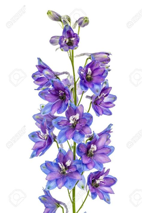 Delphinium Tattoo, Larkspur Flower Tattoos, Larkspur Tattoo, July Birth Flower, Larkspur Flower, Tattoo Thigh, Delphinium Flowers, Diy Rose, Floral Tattoo Sleeve