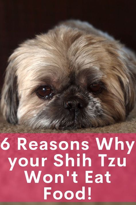 It is very concerning when our Shih Tzu stops eating their food. So in this video, we will talk about some reasons why your Shih Tzu may stop eating their food and find out what you can do about it. Shih Tzu Puppy Training, Dog Grooming Shih Tzu, Shih Tzu Puppy Cut, Shih Tzu Breeders, Tiny Dog Breeds, Shih Tzu Haircuts, Shitzu Dogs, Shih Tzu Grooming, Shitzu Puppies