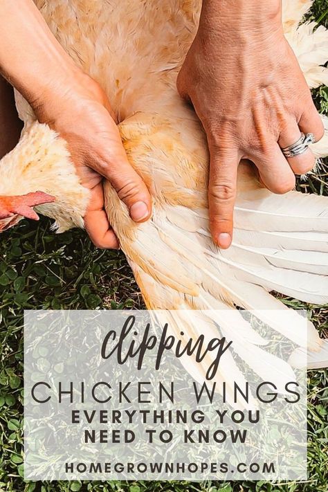 Tutorial on how to clip your chicken wings, including a guide on how to find the right feathers to clip. This is a great homesteading 101 resource for anyone who has backyard chickens in a coop or free range. This is a great skill to have for beginners or those who want to raise chickens. Clip Chicken Wings, Clipping Chickens Wings, Chicken 101, Types Of Feathers, Flight Feathers, Chicken Tractor, Raise Chickens, Dog Pen, Backyard Flocks