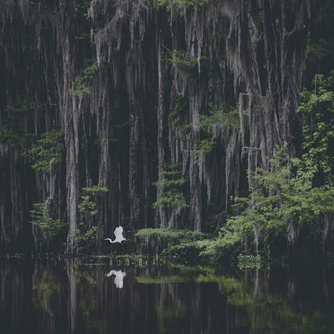 Dark Jungle, Beauty Dish, Landscape Photography Tips, Southern Gothic, Nature Aesthetic, Insta Photo, Bald Eagle, Amazing Photography, Photography Tips