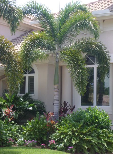 Palma Cola de Zorro Vivero las Palmas 250 Vivero Raquel 100 Foxtail Palm, Palm Trees Garden, Palm Trees Landscaping, Front Yards Curb Appeal, Small Front Gardens, Florida Landscaping, Florida Plants, Landscaping Trees, Tropical Garden Design