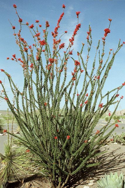 Ocotilla - This is a really cool neutral plant that adds a vertical element and height to the garden, yard, and landscape. It does well in the heat and harsh soil. Other than when it is in bloom the Ocotillo is a grayish neutral color that goes well in most any Southwest, desert, Arizona, or New Mexico landscaping.image by JustTooLazy, via Flickr Desert Garden Landscaping, Ocotillo Cactus, Southwest Landscaping, Arizona Plants, Desert Arizona, Arizona Gardening, Home Yard, Desert Garden, Southwest Desert