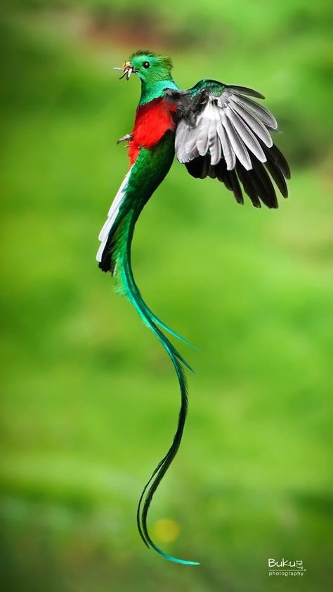 Quetzal Tattoo, Resplendent Quetzal, Animal Print Wallpaper, Most Beautiful Birds, Art Small, Rare Birds, Unusual Animals, Haiwan Peliharaan, Nature Birds