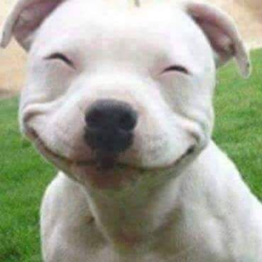 Smiling pit bull Smiling Pitbull, Funny Animal Faces, Big Dog Breeds, Pitbull Puppy, Silly Dogs, Smiling Dogs, Bully Breeds, Cute Dogs And Puppies, Pitbull Dog