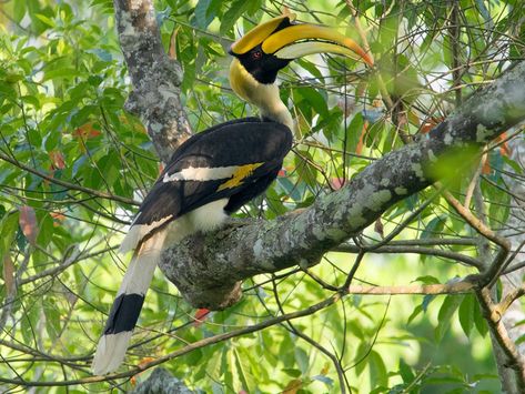 Great Hornbill - eBird Great Hornbill, Asiatic Elephant, Romantic Animals, Panda Images, Valley Of Flowers, Arunachal Pradesh, India India, Asian Elephant, Beauty Nature