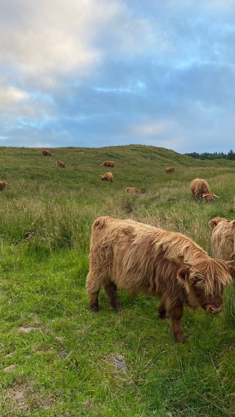 Highland Cow Scotland, Highland Cows Scotland, Scottish Highland Aesthetic, Scotland Life Aesthetic, Scotland Vision Board, Highland Cow Farm, Highlands Of Scotland, Travel Aesthetic Scotland, The Highlands Scotland