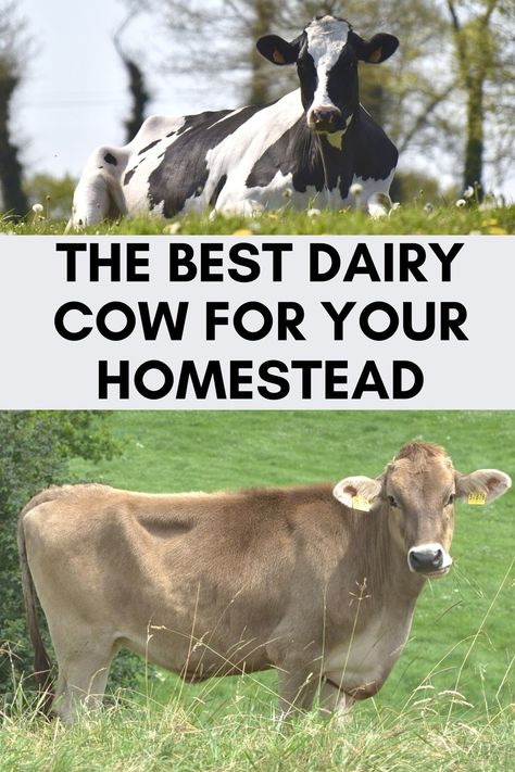 Guernsey Milk Cows, Ayrshire Cow, Dairy Cows Holstein, Family Milk Cow, Dairy Cow Breeds, Jersey Cow Milk, Cow Breeds, Types Of Cows, Cow Facts