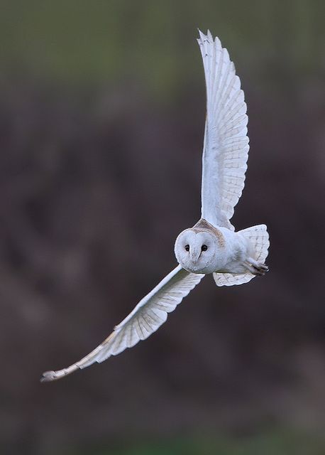 Barn Owl Tattoo, Owl Tat, Owl Flying, Barn Owls, Owl Photography, Dragon Sketch, Nocturnal Animals, Owl Pictures, Pet Bunny