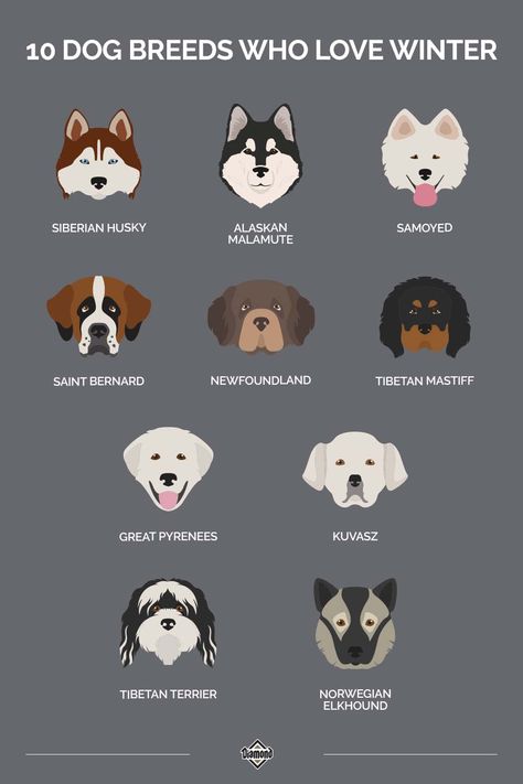 Winter Dog Breeds, Water Dogs Breeds, Dog Breeds Chart, Tiny Baby Animals, Tiny Dog Breeds, Cold Weather Dogs, Unique Dog Breeds, Norwegian Elkhound, Dog Breeds List