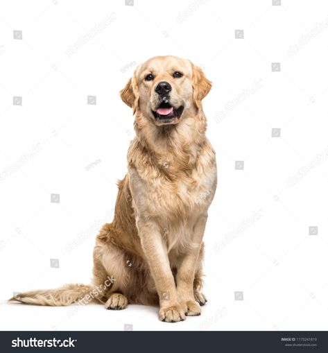 Golden retriever dog sitting and panting, isolateddog#retriever#Golden#isolated Golden Retriever Cross, Abyssinian Kittens, Golden Retriever Breed, Puppy Sitting, Abyssinian Cats, My Puppy, Dog Vector, Pug Puppies, Best Dog Breeds