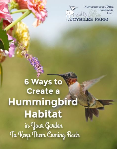 6 Ways to Create a Hummingbird Habitat in Your Garden To Keep Them Coming Back Hummingbird Sanctuary, Hummingbird Habitat, Backyard Habitat, Garden Critters, Witch's Garden, Birdhouse Ideas, Hummingbird Nests, Habitat Garden, Hummingbird Plants