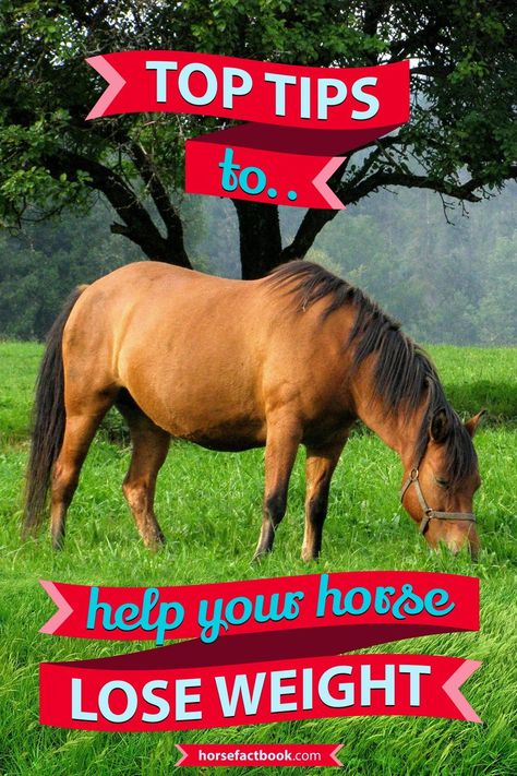 With a steady rise in the number of horses classed as obese it’s important to get their weight down and manage it properly Equestrian Tips, Fat Horse, Horse Weight, Horse Behavior, Healthy Horses, Horse Care Tips, Food Supplies, Equestrian Problems, Horse Riding Tips