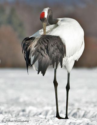 Japan Nature, Red Crowned Crane, Stop Dog Barking, Crane Bird, Home Grown, Red Bird, A Thousand Years, Dog Barking, Bird Pictures