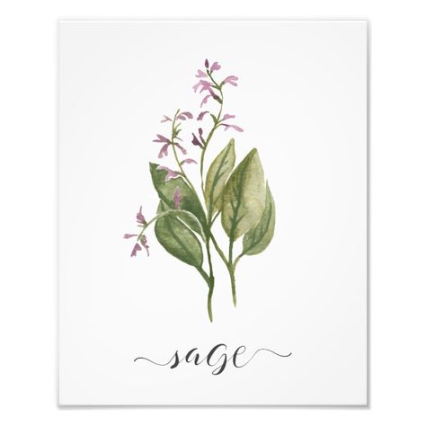 Botanical Posters, Watercolor Herbs, Herb Art, Rustic Watercolor, Belly Painting, Bay Leaf, Shop Watercolor, Botanical Poster, Airbrush Art