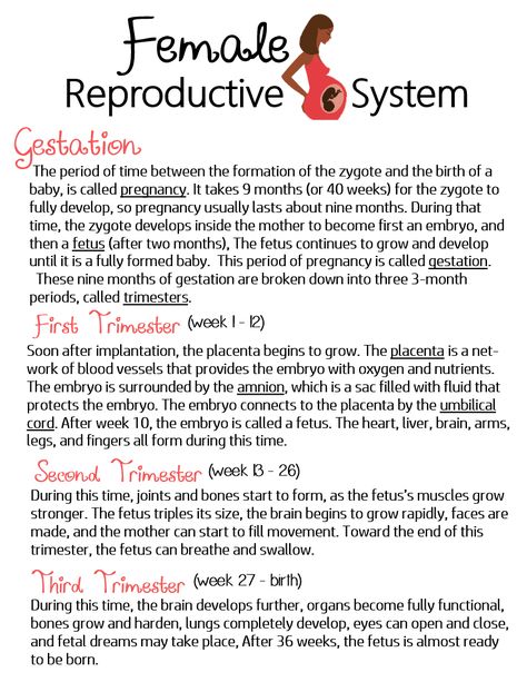 Female Reproductive System Anatomy Notes, Reproductive System Notes, The Reproductive System Notes, Male And Female Reproductive System, Womens Reproductive Anatomy, Female Reproductive System Anatomy, Paramedic Study, Infographic About Reproductive System, Cell Biology Notes