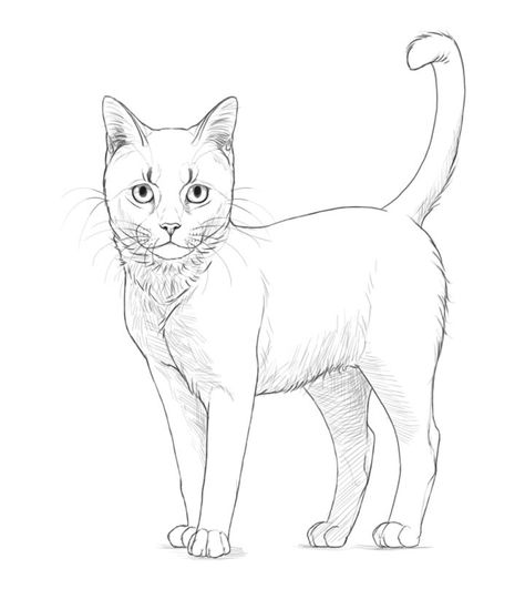 Cat Pencil Sketch, Print Coloring Pages, Simple Cat Drawing, Draw A Cat, Cat Skeleton, Cat Body, Cat Steps, Cat Sketch, Cat Coloring Page