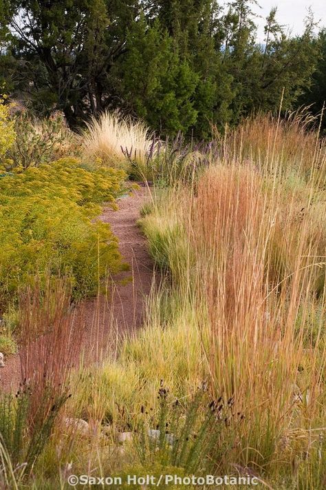 Path through drought tolerant meadow garden with Indian Grass (Sorghastrum nutans), Little Bluestem grass (Schizachyrium scoparium) and Dwarf Goldenrod (Solidago spathulata) and Juniper hedge (Juniperus monosperma) Juniper Hedge, Schizachyrium Scoparium, Little Bluestem, Garden Library, Prairie Garden, Drought Tolerant Landscape, Meadow Garden, Dry Garden, Grasses Landscaping