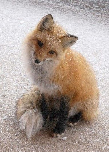 Red Fox, Not Mine, Fox, Red