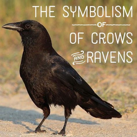 American Crow, Quoth The Raven, Animal Spirit Guides, Jackdaw, Raven Art, Crows Ravens, Curious Creatures, The Raven, American Culture