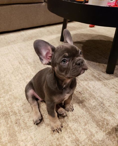 French Bulldog Blue Fawn, French Bulldog Full Grown Size, Lilac Fawn French Bulldog, French Bulldog For Sale, Fluffy French Bulldog Full Grown, Fawn French Bulldog, Black And Tan French Bulldog, Frenchie Bulldog, Bulldog Puppies For Sale