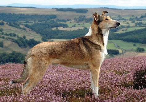 Collie training, collie breeding, collie health, rough collie vs smooth collie, Sunnybank, Albert Payson Terhune, Lassie, rough collie, smooth collie