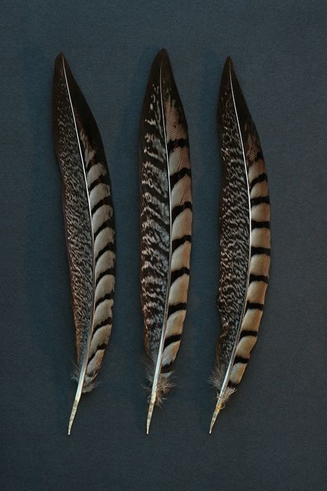 Pheasant Photos, Aesthetic Generator, Feather Identification, Feather Logo, Golden Pheasant, Pheasant Feather, Gold Award, Art Terms, Pheasant Feathers