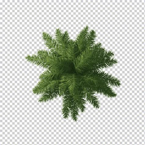 Palm Tree Png Photoshop, Png Trees Photoshop, Tree Plan Photoshop, Tree Plan Png, Texture Plant, Tree Psd, Flower Bouquet Drawing, Palm Tree Background, Palm Tree Png