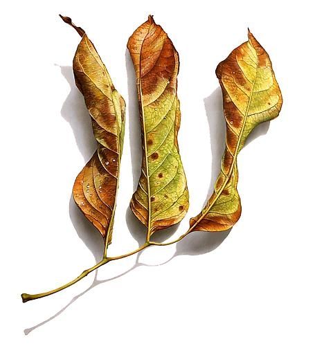 DAVID MORRISON - ARTISTS - Garvey Simon Art Access Drawing Botanicals, Leaf Drawings, Fallen Series, Illustration Botanique, Still Life Drawing, Botanical Painting, Botanical Watercolor, Colored Pencil Drawing, Scientific Illustration