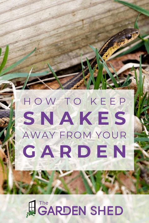 How To Keep Snakes Out Of Garden, Snake Repellant Plants, Snake Repellant, Garden Snakes, Gardening For Dummies, Natural Pesticides, Natural Mosquito Repellant, Mesh Fencing, Garden Posts