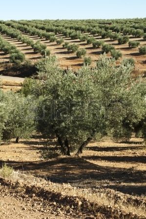 Olive Tree Care, Farming Landscape, Hedge Fence, Olive Tree Painting, Growing Olive Trees, Olive Grove, Fall Garden Vegetables, Under The Tuscan Sun, Recycled Garden