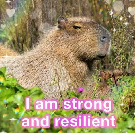 Capybara Widget, Sleep Meme, Radiate Love, Everything Will Be Ok, A Duck, It Gets Better, Silly Animals, March 20, Cute Creatures