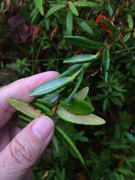 Labrador Tea, Perfect Cup Of Tea, Healthy Menu, Traditional Medicine, Tea Leaves, Cup Of Tea, Tea Time, Alaska, Labrador