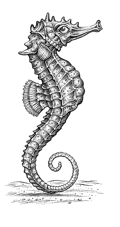 Sea Horse Illustration, Sea Horses Illustration, Seahorse Drawing, Ride Drawing, Horse Illustration, Line Drawings, Line Work, Sea Horse, Scientific Illustration